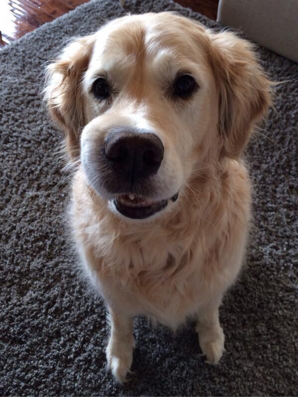 Zialyss's tweet photo. @thespaceMN @SidewalkDog @masher26 @twincities_live  Lola's excited for the honor-or is it for the carrot in my hand! http://t.co/0eF5mtvZLf