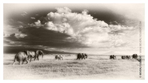 HaidaPrincess's tweet photo. 30 'Sepia' #Africa #Wildlife #Photography by Beerly Joubert: http://t.co/hTM252g50C" http://t.co/p2pubiC5yx