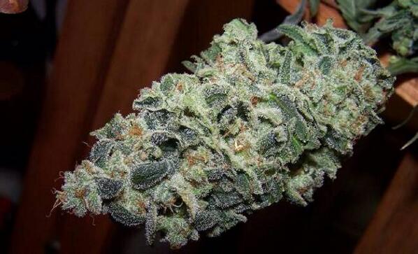 daily_loud's tweet photo. Alaskan Thunderfuck 😩😍😍 http://t.co/ts6J2iYnWw
