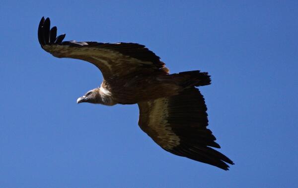 Griffon Vulture / Buitre Leonado @ this years #BirdMigrationFestival