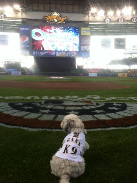 MLB's tweet photo. Hank is ready for his first @Brewers #OpeningDay at Miller Park. #BallparkPup http://t.co/CbMMjN4OE4
