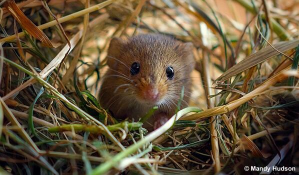 BBCEarth's tweet photo. Our #photooftheday (http://t.co/zDphv6llA7) today is a harvest mouse, photographed by Mandy Hudson. http://t.co/qgw0MgmMIP