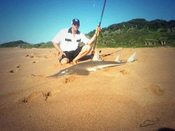 dayle_mack's tweet photo. @kingfisherdaiwa decent sandshark on the amazing  diawa bg40 http://t.co/qzMn7hYg3n
