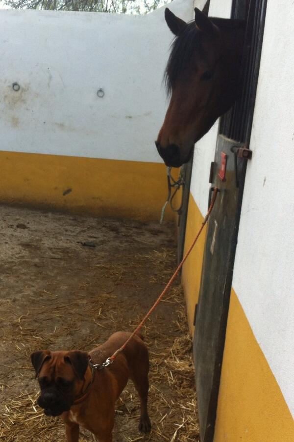 Javi Alvarez (@fjavier_aa) on Twitter photo 