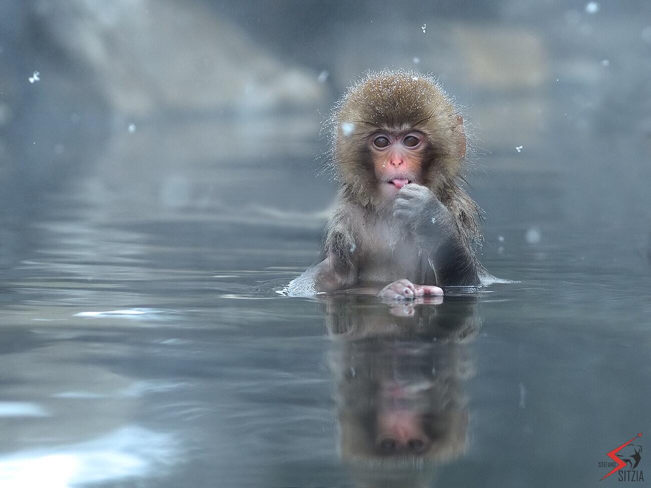 Обезьяна в воде