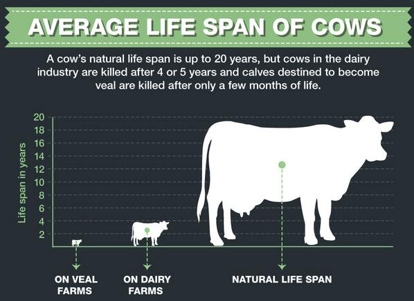 Uzivatel Peta Na Twitteru Cows Can Live Up To 20 Yrs Old In The Dairy Industry Cows Are Slaughtered At Only 4 Or 5 Reasons2govegan Http T Co 2n9fqnn93l