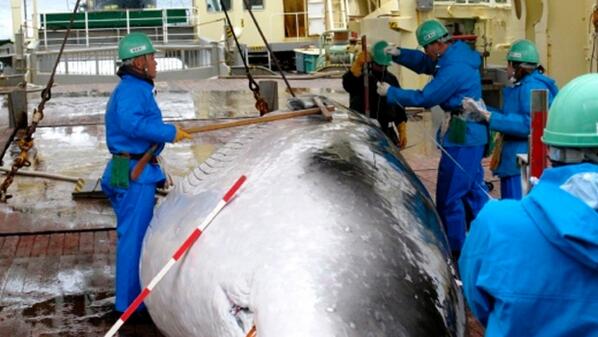 Japan's Antarctic whaling program not scientific, world court says cbc.ca/1.2592382