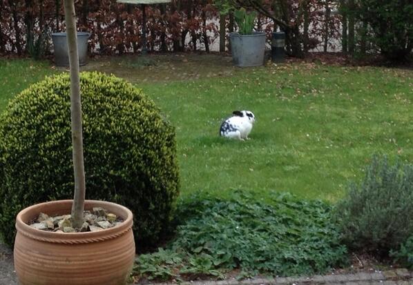 Gevonden: wit zwart konijn, omgeving <a href="/Nieuwerbrug/">Nieuwerbrug.net</a> Wie is hem kwijt?