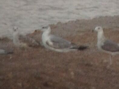 robjolliffe's tweet photo. Pallas's Gull, IBRCE salt pans this evening #cotfbirds http://t.co/DSgWrUMGja