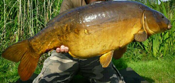 A chestnut coloured 30lb #Norfolkcarp still around to catch
#carp
#carpfishing
#carpcrew