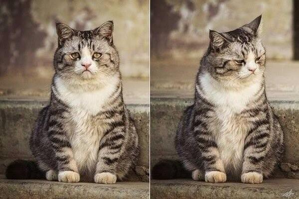 82Chusmarina's tweet photo. Самый грустный кот http://t.co/7DcH6u09qc