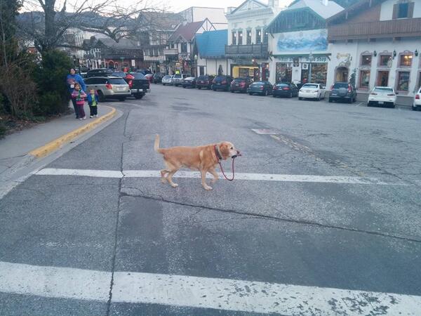 A strong independent dog who don't need no man.