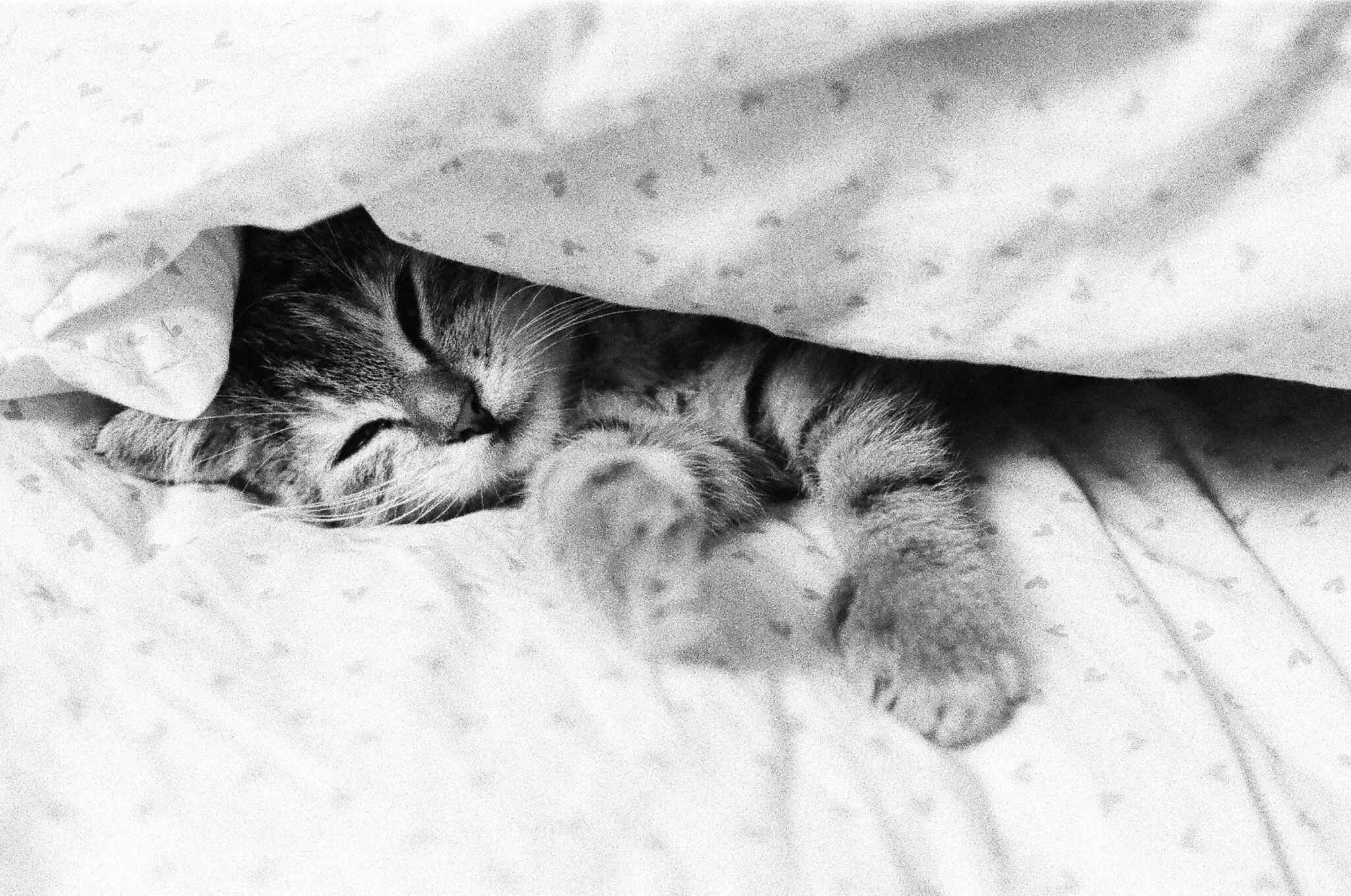 Sleeping Kitten for Kids