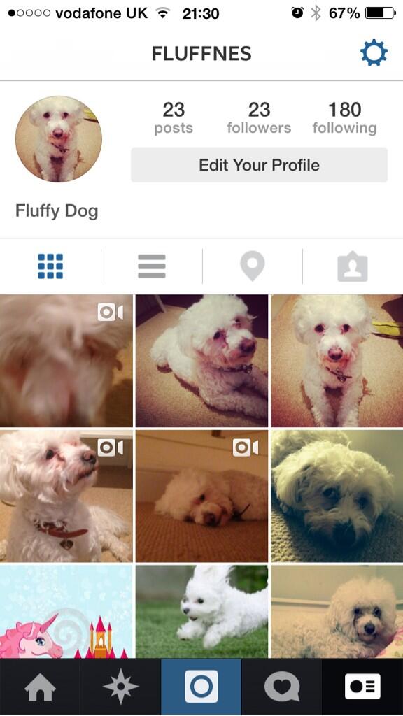 Follow my dog on Instagram : @fluffnes