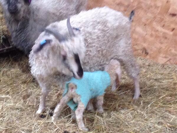 noteworthydevon's tweet photo. Moor .#baby .#angoragoats at .@noteworthydevon http://t.co/PoCM1uEZEF