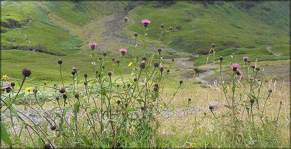 ArnoldusCarsX's tweet photo. Beauty to find..  http://t.co/mXroQsO1li #Travel #Scotland http://t.co/2V5M1IEy10