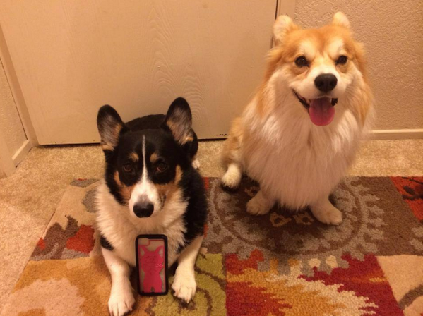 Fraemes's tweet photo. Our Corgi iPhone cases are LIVE! #corgi #toocute @CorgiParty7 @OhMyCorgi @TheDailyCorgi http://t.co/NIQOmBsgPK