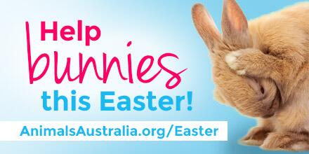 AnimalsAus's tweet photo. Even the Easter bunny needs a little help sometimes ... see why @ http://t.co/hMwvXyJZNs #Easter #RabbitReality http://t.co/Y28NAeafpR