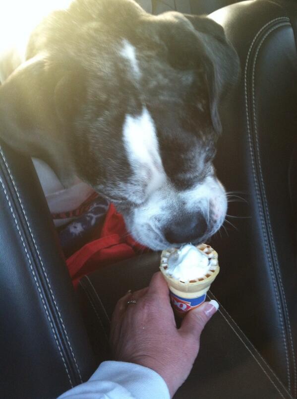 Sassy_Bulldog's tweet photo. Enjoying my afternoon snack...DELISH 🍦 http://t.co/wpB9jcqpMi