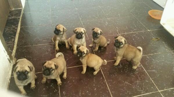 gessyges's tweet photo. Se venden!!!! Cachorros pug, desparacitados!!! http://t.co/a3oITcs9PV