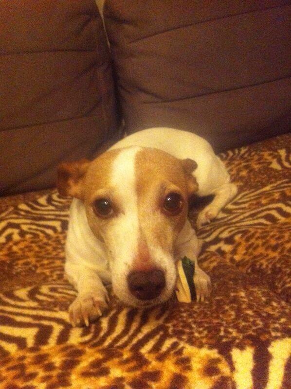 arikan_emi's tweet image. #truelove #sourceofjoy #JackRussellTerrier