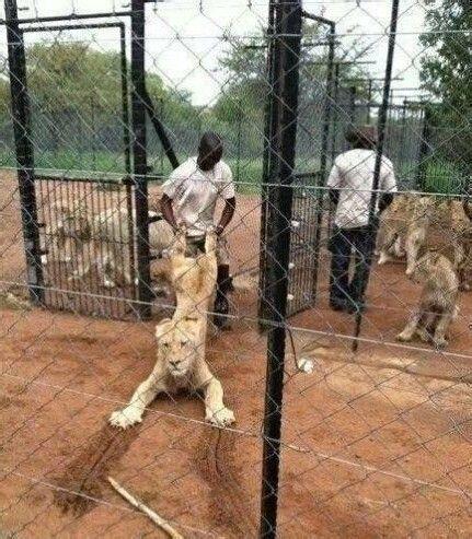 PSI_missing's tweet image. "China is a lion, and it's woken up," Chinese president said, "Oi, I've told you I'm awake now, Oi, let me go..."