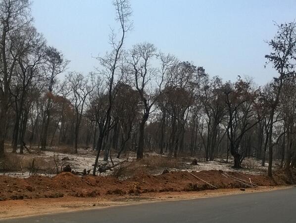 @vidhi_coorg: @letsgethere part of nagarhole reserved forest burnt due to fire ,in CoorI.felt helpless.  @Swamy39
