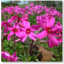 花言葉のつぶやき 芝桜 シバザクラ 花言葉 臆病な心 忍耐 ハナシノブ科の多年草 原産地は北アメリカ 季節は4 5月 花の色は 赤 ピンク 紫 白 T Co Luv5qd0ear Twitter