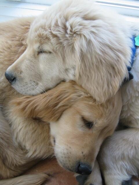 _Paisajes_'s tweet photo. Amor perruno. http://t.co/ozxZx7m0sY