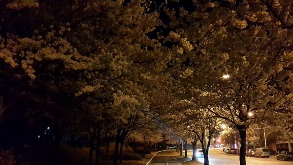 오랫만에 고향에 왔습니다.
산책하러 나왔더니 벚꽃이 만개했습니다.
어머니 밥상에 부른배잡고,
눈과 맘까지 불러오니 
산이 됩니다.