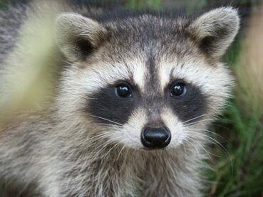 leeannwomack's tweet photo. cutest. ever. goodbye. http://t.co/ArWcX0syjh