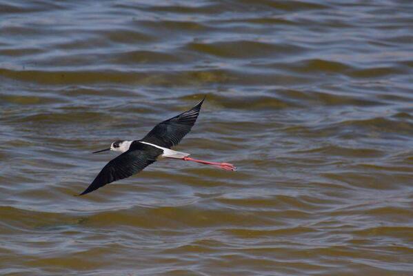 flywaychampions's tweet photo. #cotfbirds http://t.co/Qd940pey2j
