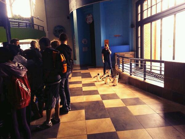 Penguins and Yb's  #ybcourse <a href="/2OceansAquarium/">Two Oceans Aquarium</a>