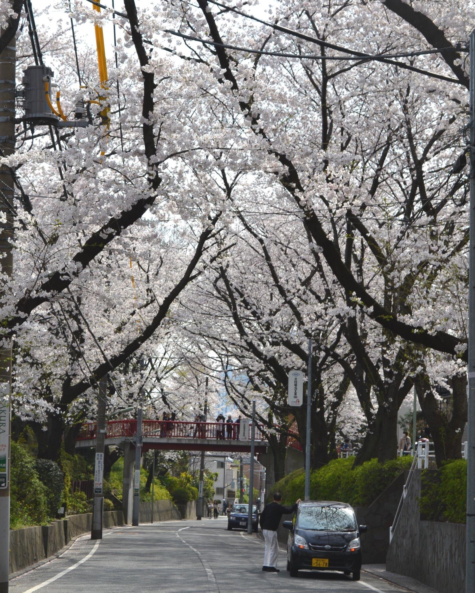大田区 桜の開花情報 福山雅治さんの名曲のモデルと噂される桜坂 田園調布本町19番付近 の桜が満開で見ごろを迎えています 本日も多くの方で賑わっていました Http T Co Yl3qwkfgdg Twitter 大田区 桜の開花情報 福山雅治さんの名曲のモデルと噂される桜坂 田園調布本町19番付近 の桜が満開で見ごろを迎えています 本日も多くの方で賑わっていました Http T Co Yl3qwkfgdg Twitter
