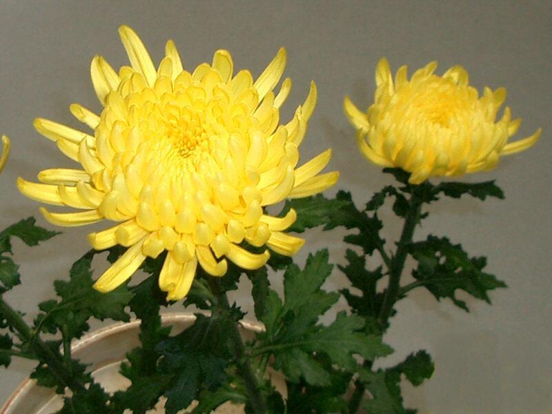 花言葉のつぶやき 菊 キク きく 花言葉 高貴 高潔 私を信じて 高尚 貞操 キク 科の多年草 原産地は中国 季節は8 11月 花の色は 白 黄 赤 オレンジ ピンク 緑ほか 花言葉のつぶやき 菊 キク きく 花言葉 高貴 高潔 私を信じて 高尚 貞操 キク 科の多年草 原産地は中国 季節は8 11月 花の色は 白 黄 赤 オレンジ ピンク 緑ほか