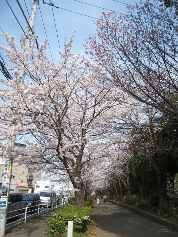 茅ヶ崎の花見情報 湘南で花見しませんか 公園や名所おすすめ10選 Shonan Boy 湘南暮らし