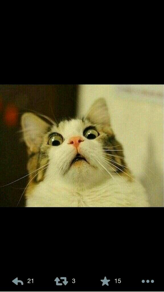 O kedi yakalandı :1)))))) “<a href="/TURKOZB/">Berat Semih Türköz</a>: @bernalacin35 buda bana kaldı ”