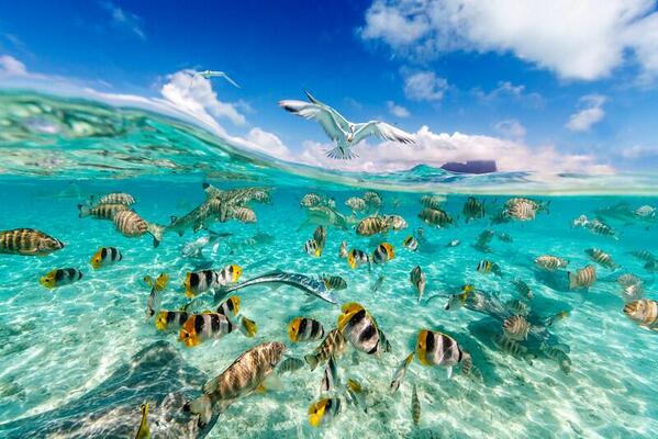 7 вода и мир. Бора-Бора остров. Лагуна Бора-Бора, французская Полинезия. Остров Бора Бора подводный мир. Фауна Бора Бора.