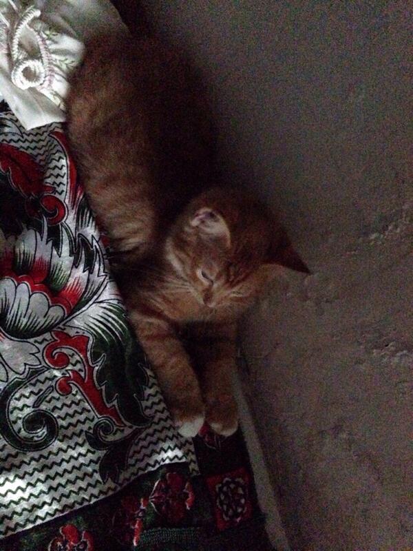 Spocktheginger's tweet image. We're having a blackout here.. 😞 #notpleased #stayclosedtomum