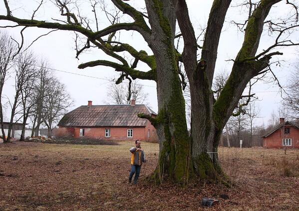 Kārklanžu Vecais ozols Vidrižu pag. 6,43m, 9 gados apkārtmērs palielinājies par 33cm! Foto Māris Zeltiņš 23.03.2014.