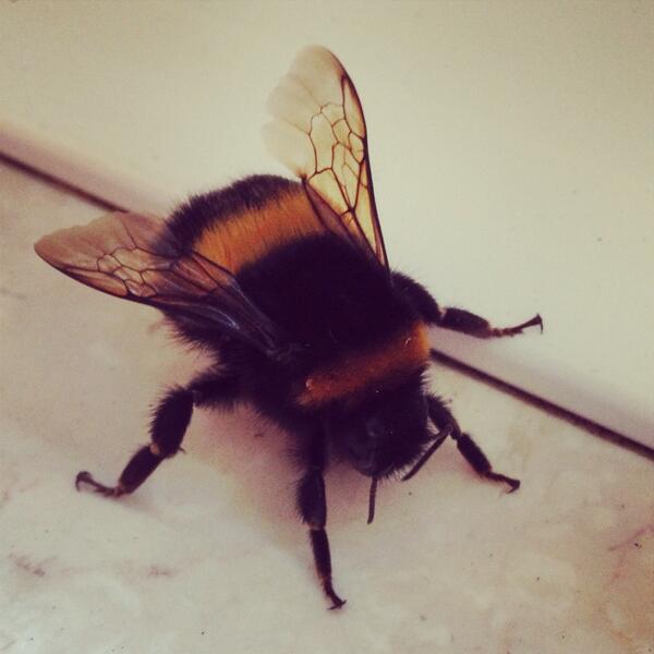 Petra Rieken (@petrarieken) on Twitter photo 