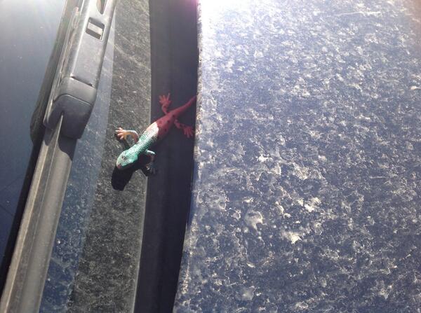 RanelaghLife's tweet photo. Neighbour snapped lizard on his car this morning. North African ‘vert-rouge' lizard brought with Sahara sand storm? http://t.co/aAYFGMX4vC