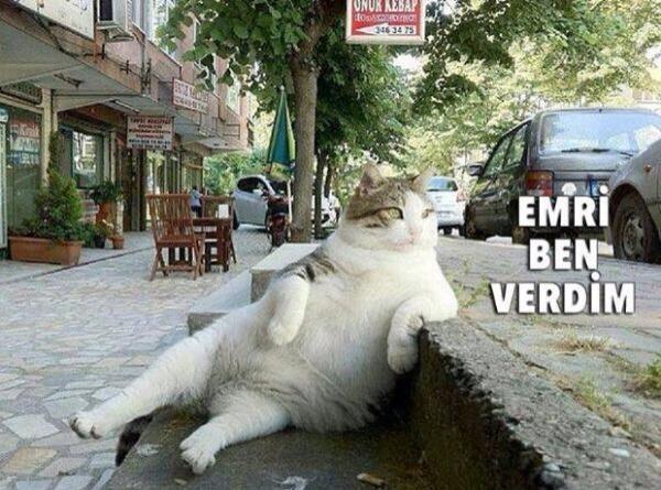 sercan4165's tweet photo. Emri ben verdim

 #kedilobisi http://t.co/p3kvDv0YAY”"