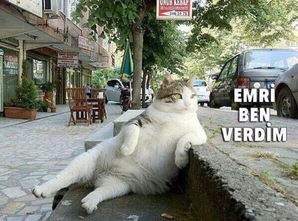 Yapmayın böyle şeylerrr ahahahahah "
#kedilobisi