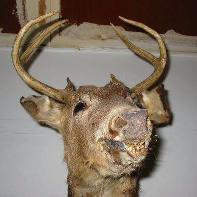 CrapTaxidermy's tweet photo. Meth, not even once. http://t.co/7HHJmvu2Jl