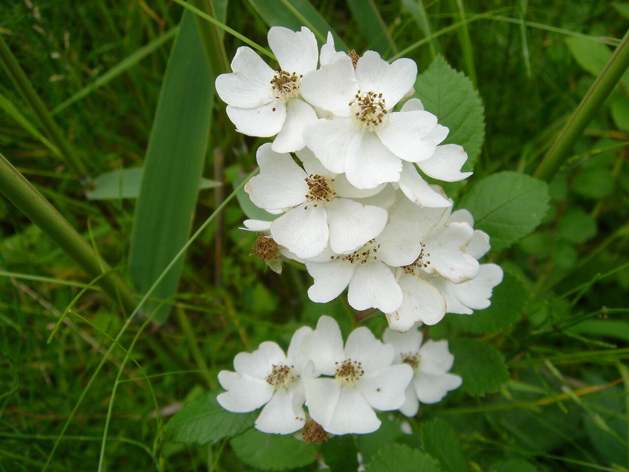 花言葉のつぶやき 野薔薇 ノバラ 花言葉 詩情 才能 天才 痛手からの回復 バラ科の落葉低木 日本全土の山野に自生 季節は5 8月 花の色は 紅紫 淡紅 白 T Co O8bzmq0clz Twitter