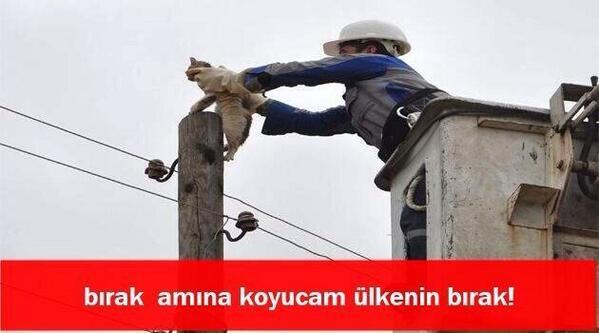 Asıl terörist kedilermiş meğer