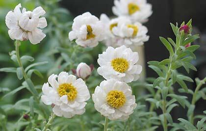 花言葉のつぶやき ヘリクリサム 花言葉 永遠の思い出 思い出 記憶 キク科の1年草 原産地はオーストラリア 南アフリカ 季節は7 9月 花の色は 赤 ピンク オレンジ 黄 白 T Co Npopt81eco Twitter