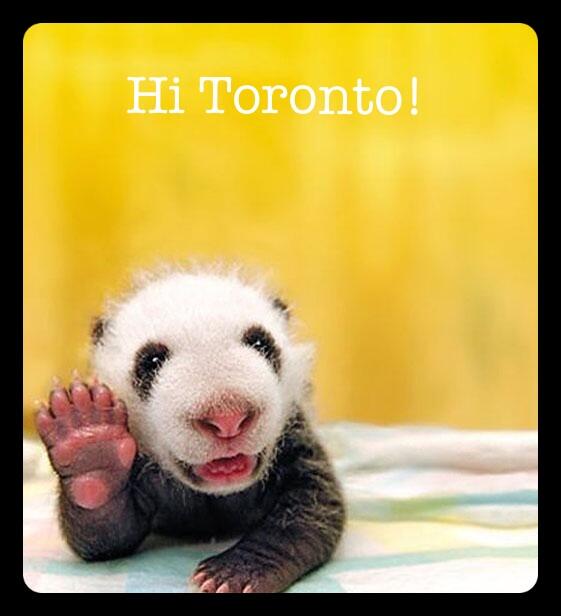 TorontoPandas's tweet photo. Good morning! #Toronto #PandaParties http://t.co/zVjR155gKz
