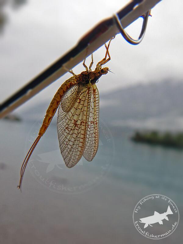 TFM_Europe's tweet photo. Mayfly Season coming soon...
#mayfly #flyfishing #troutfisherman http://t.co/2YItVA6OCi